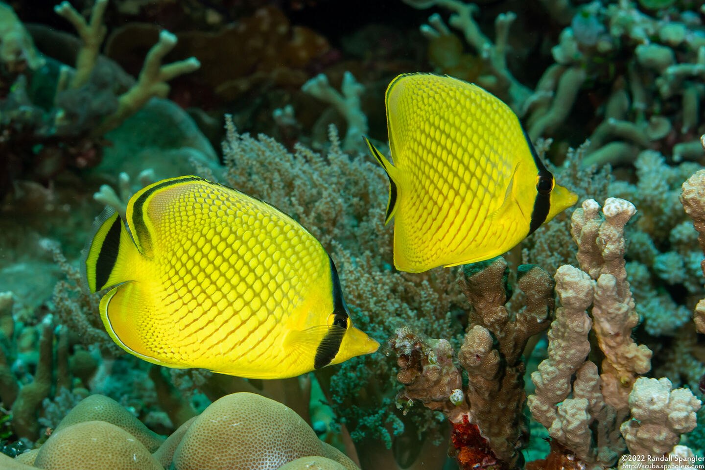 Chaetodon rafflesii (Latticed Butterflyfish)