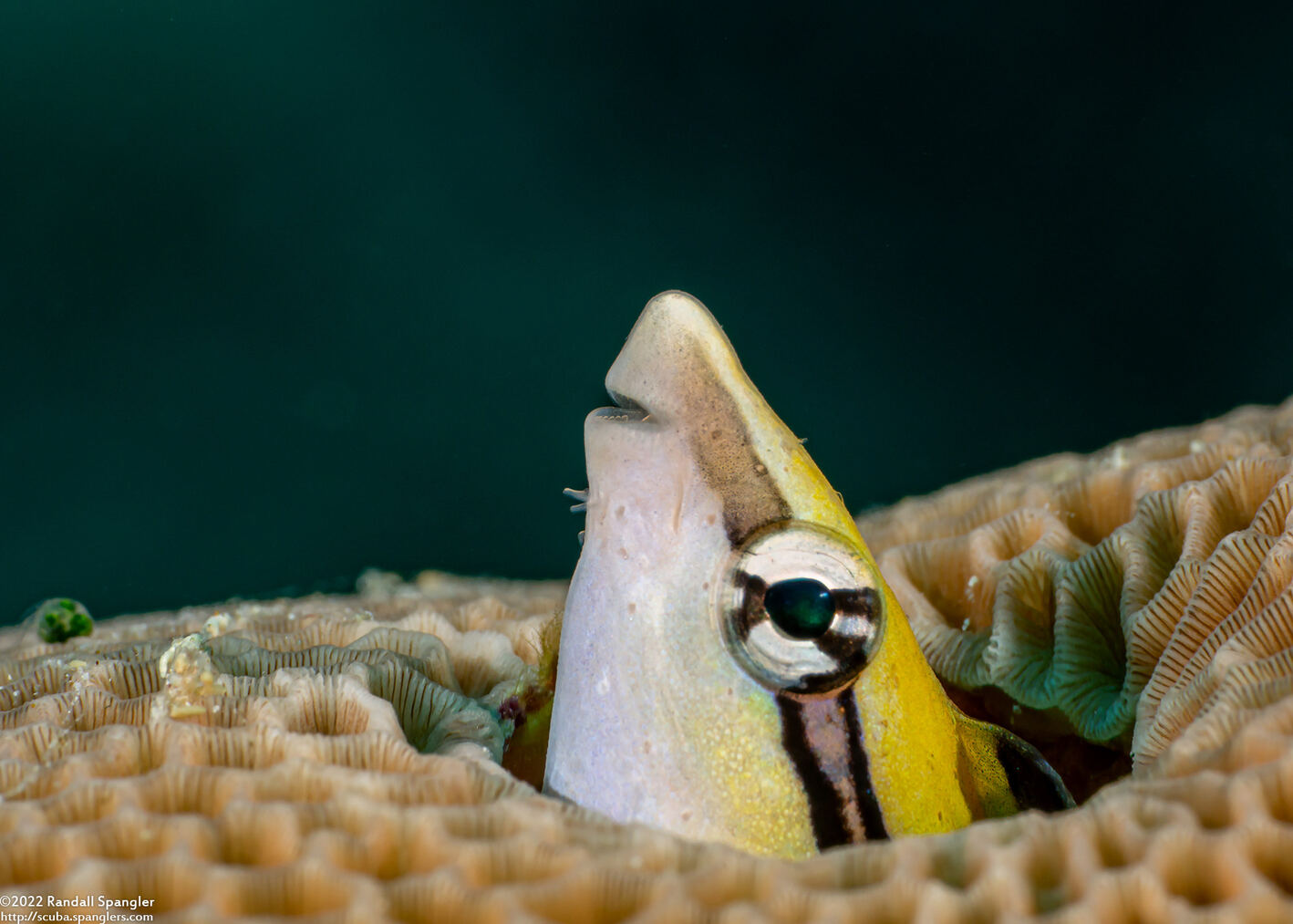 Aspidontus dussumieri (Slender Sabretooth Blenny)