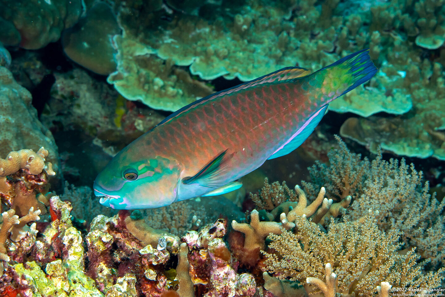 Chlorurus spilurus (Bullethead Parrotfish)