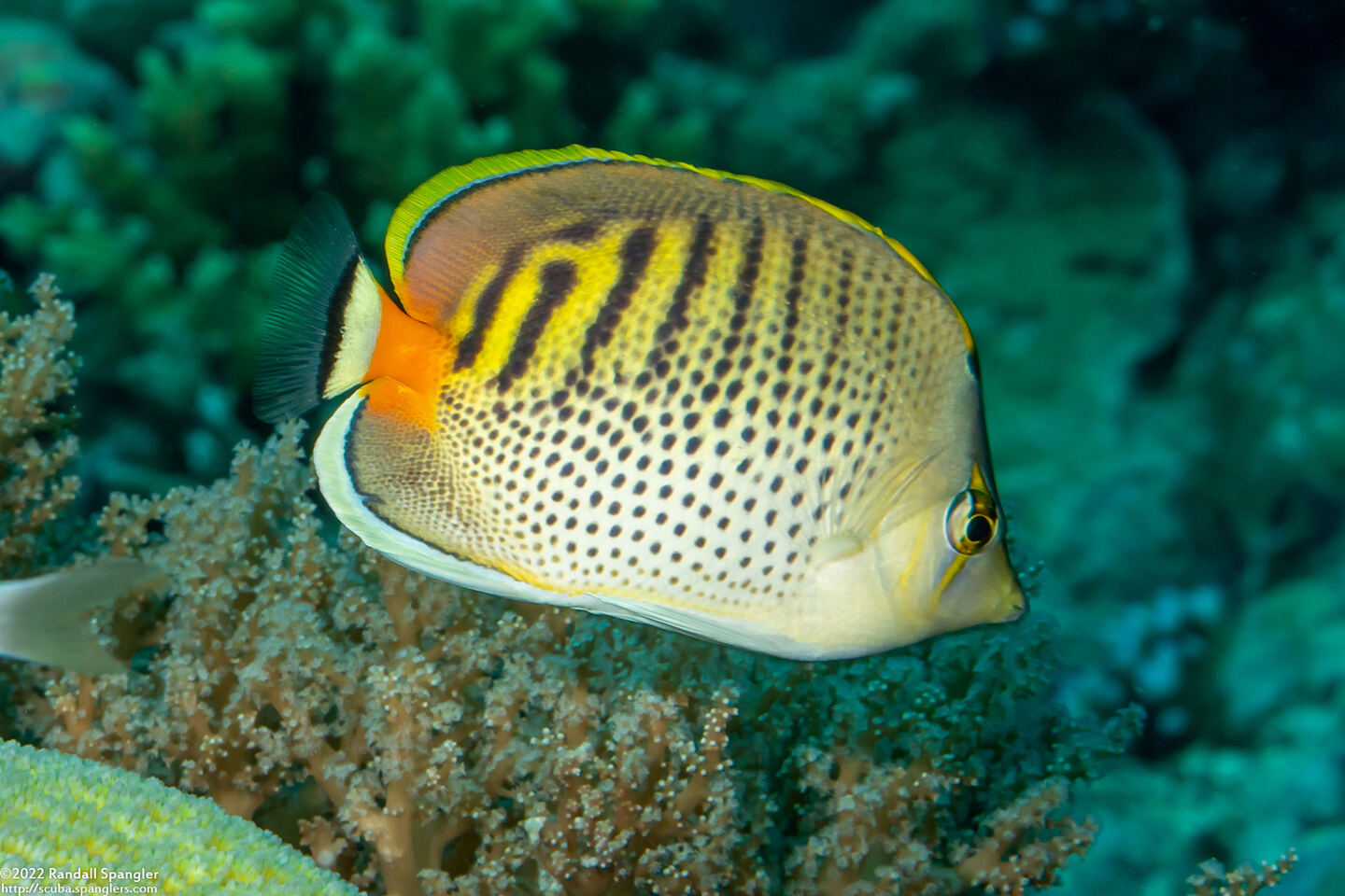 Chaetodon punctatofasciatus (Spot-Banded Butterflyfish)