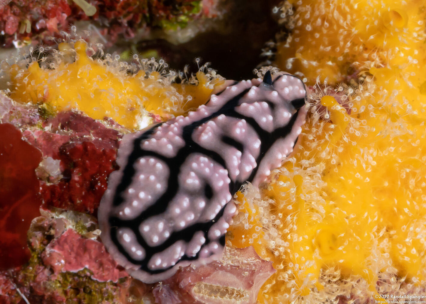 Phyllidiella annulata (Ringed Phyllidella)