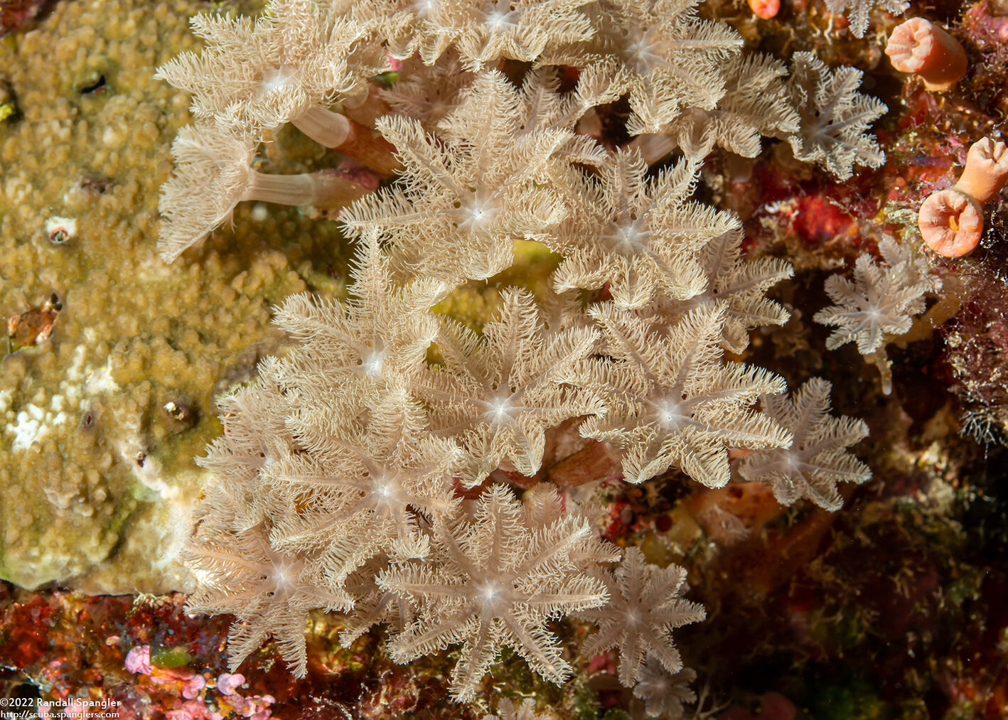 Clavularia sp.1 (Clavularia sp.1)