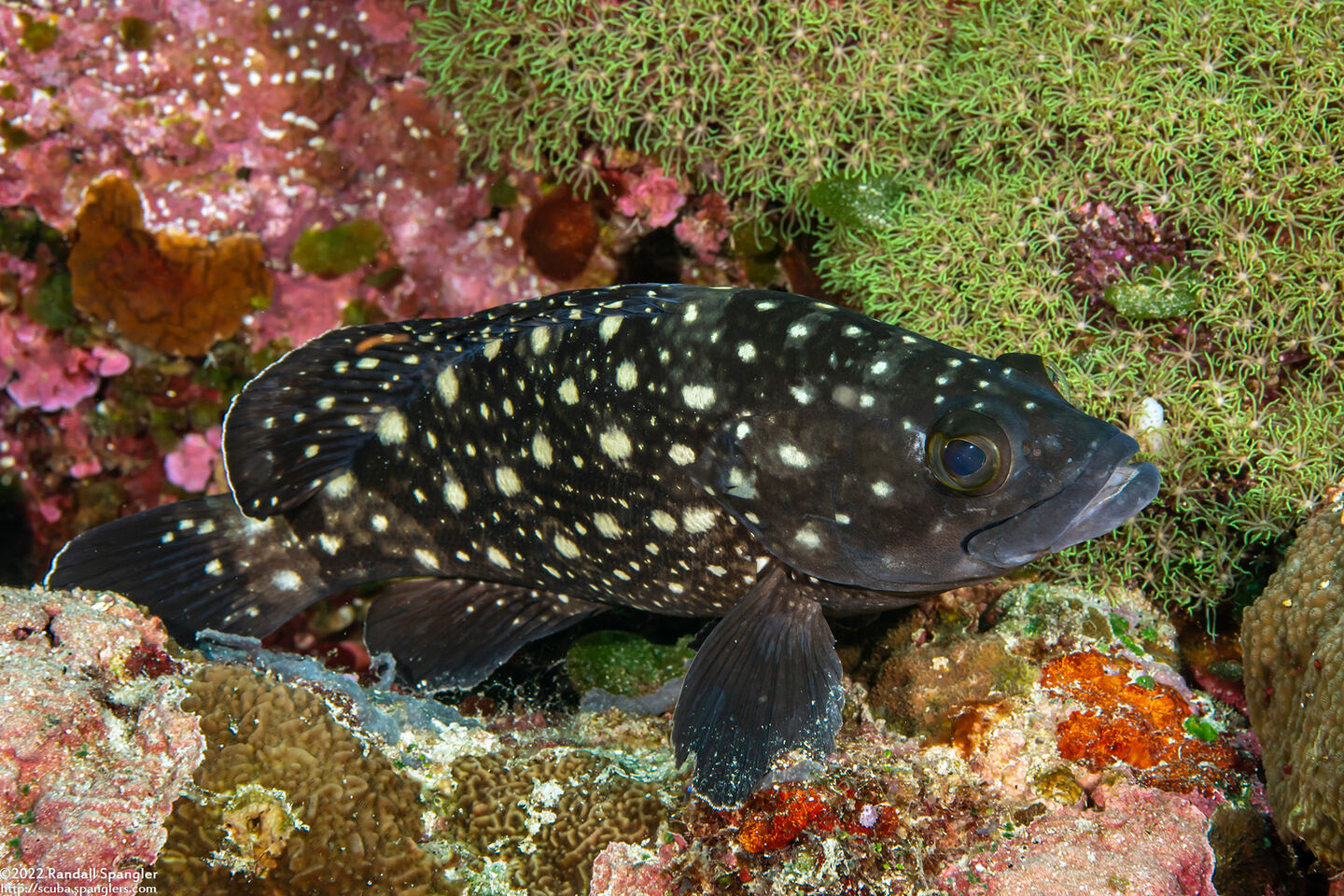 Epinephelus coeruleopunctatus (Whitespotted Grouper)