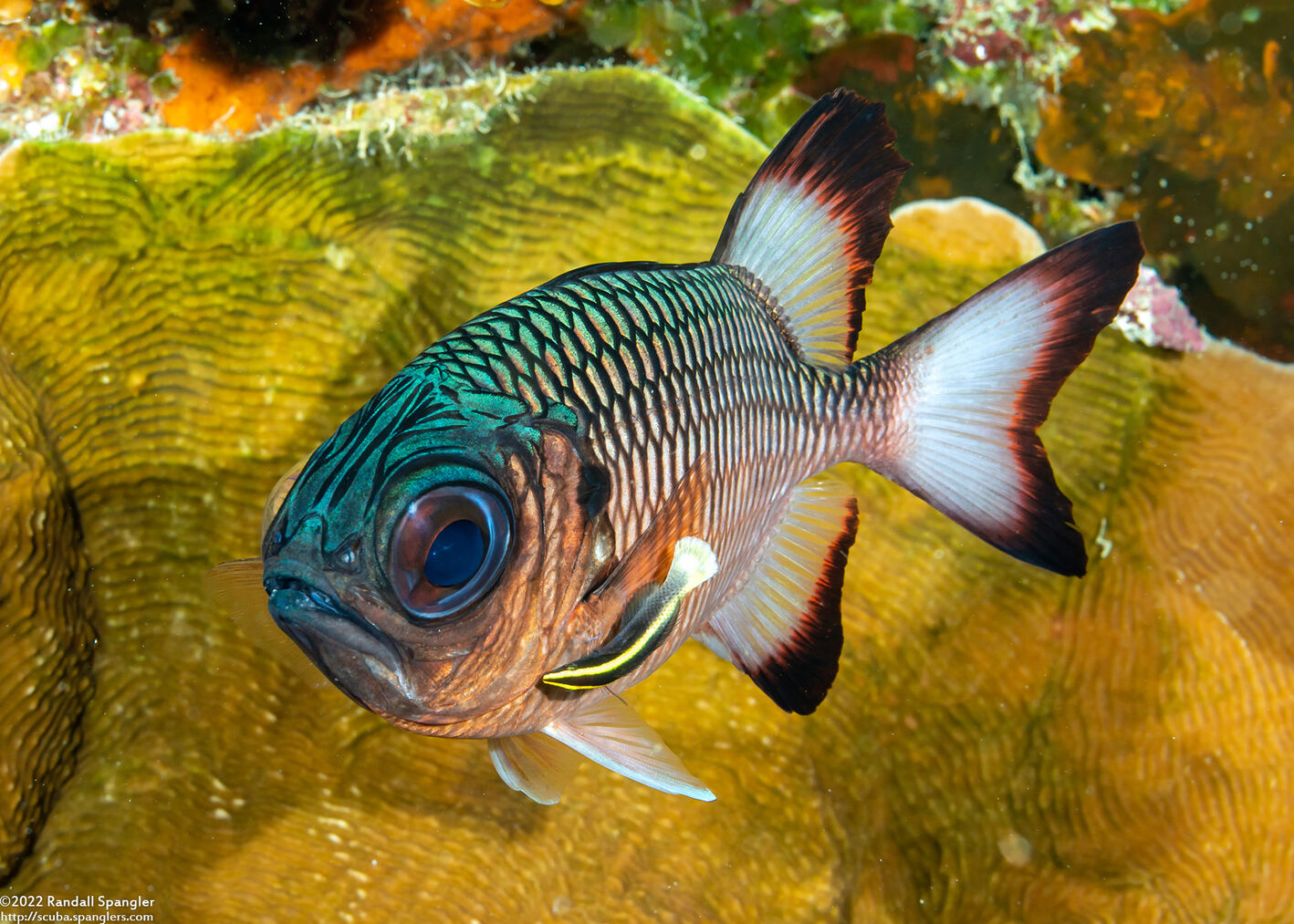 Myripristis adusta (Shadowfin Soldierfish)