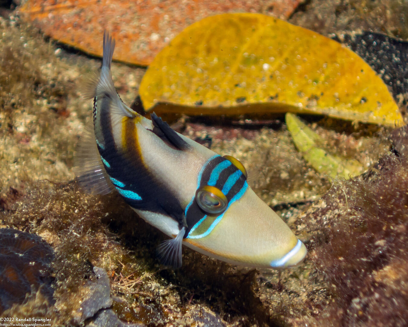 Rhinecanthus aculeatus (Lagoon Triggerfish)