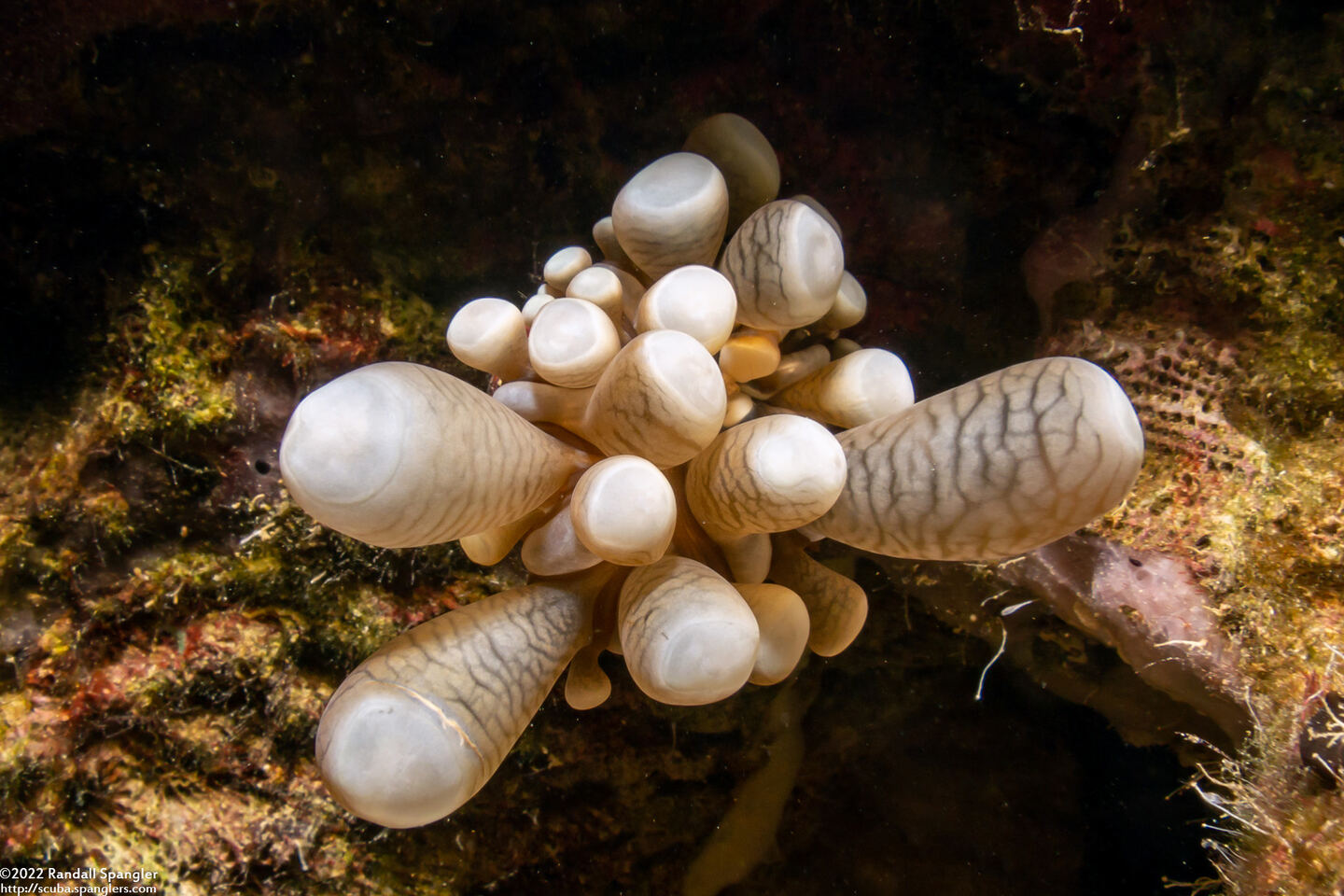 Euphyllia glabrescens (Euphyllia Glabrescens)