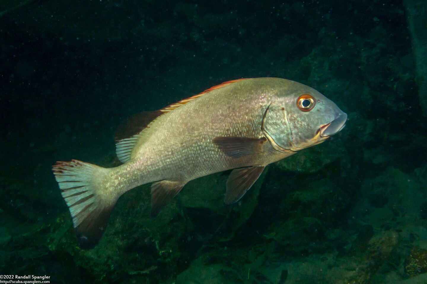 Plectorhinchus gibbosus (Blubberlip)