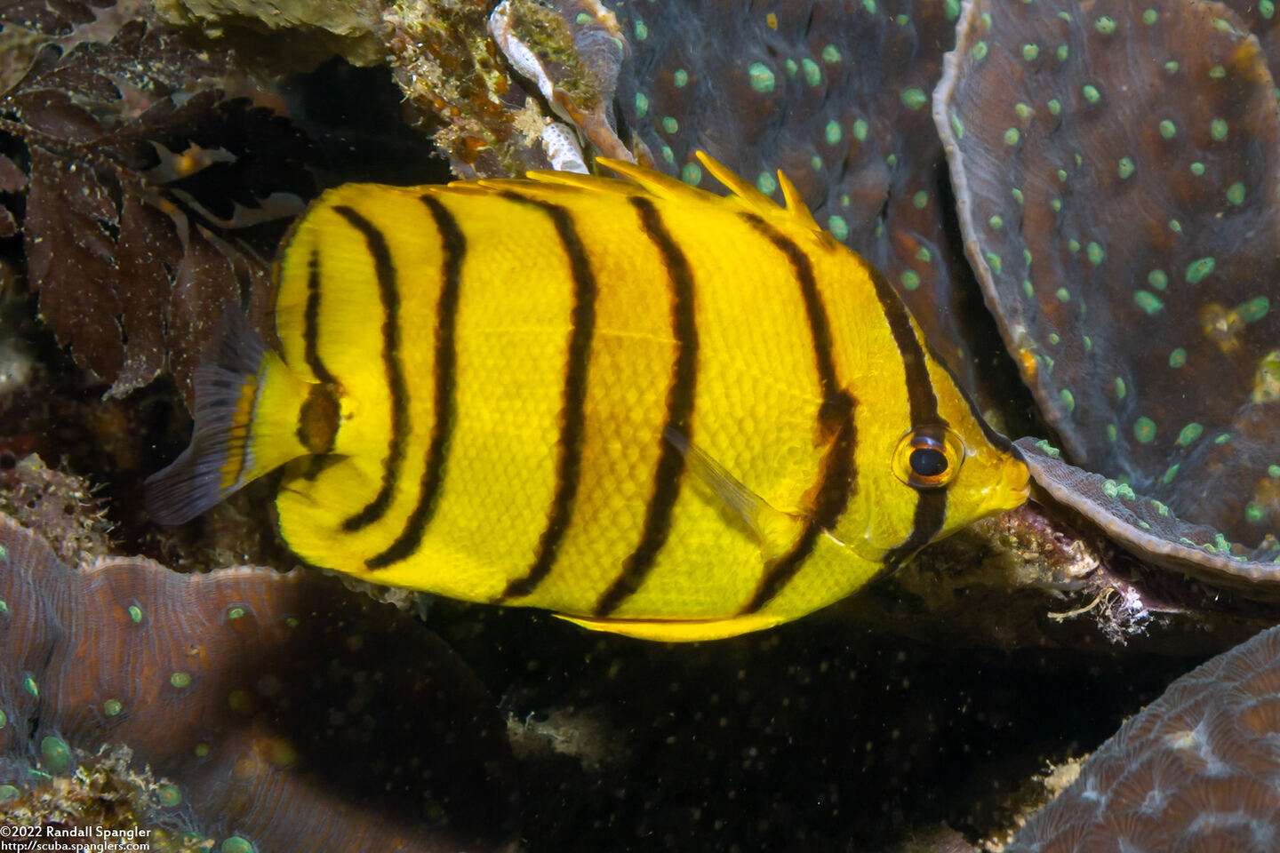 Chaetodon octofasciatus (Eight-Banded Butterflyfish)