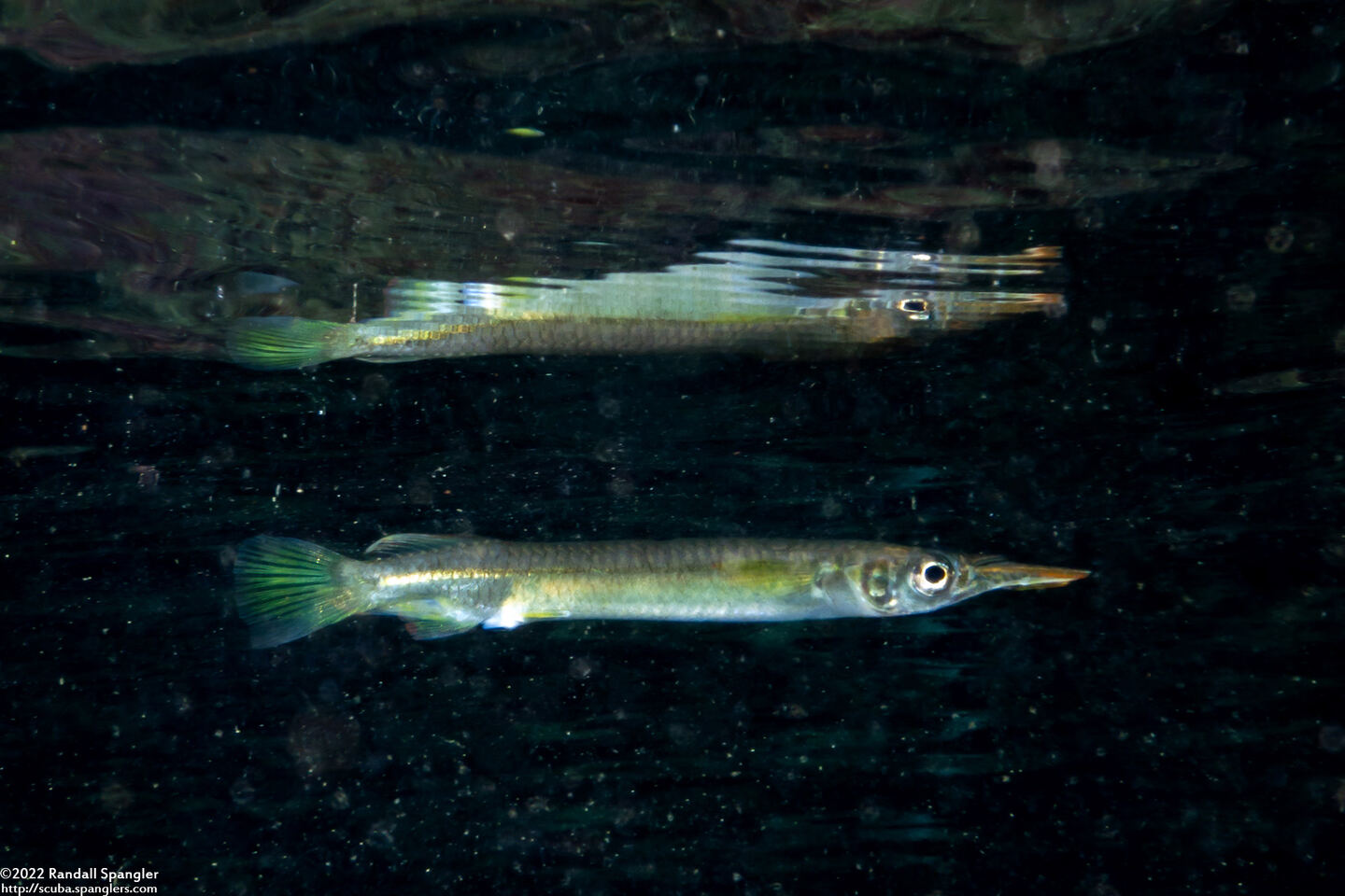 Zenarchopterus dispar (Estuarine Halfbeak)