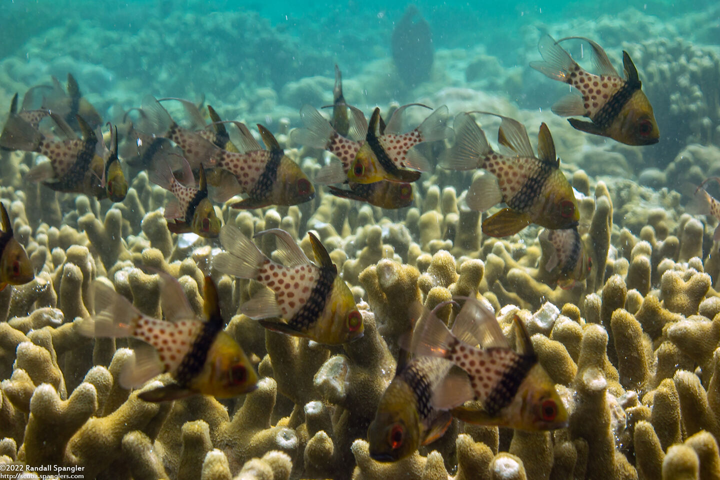 Sphaeramia nematoptera (Pajama Cardinalfish)