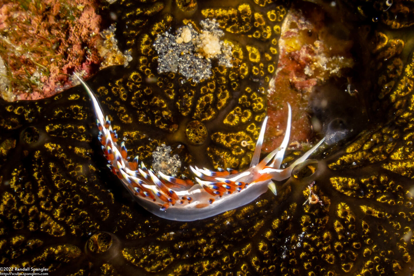 Caloria indica (Indian Caloria)