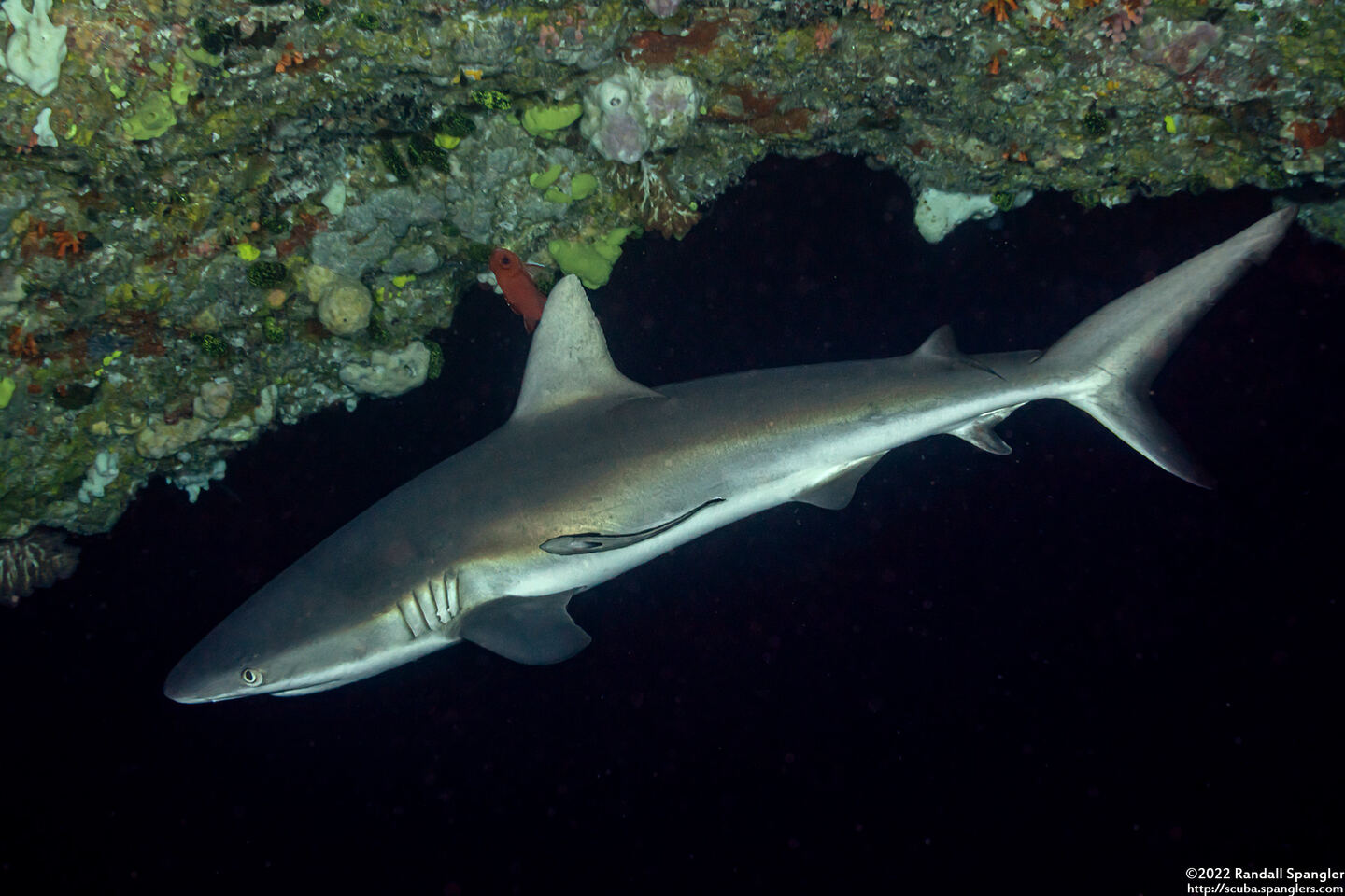 Carcharhinus amblyrhynchos (Gray Reef Shark)