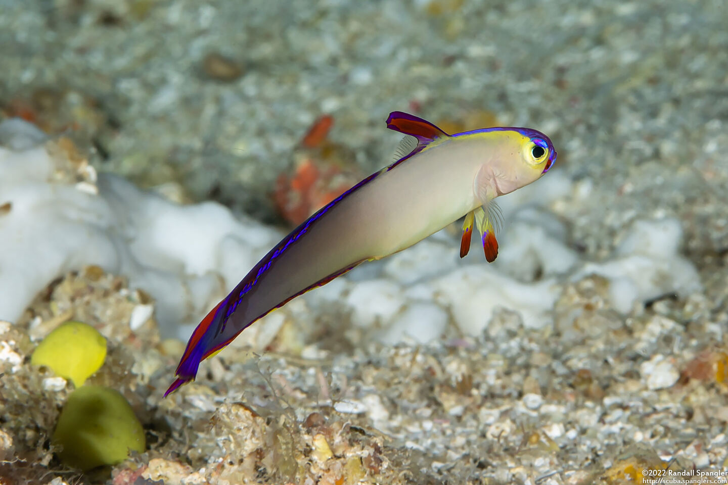Nemateleotris decora (Decorated Dartfish)