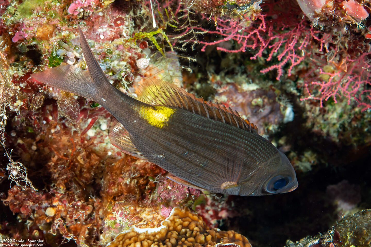Gnathodentex aureolineatus (Striped Large-Eye Bream)
