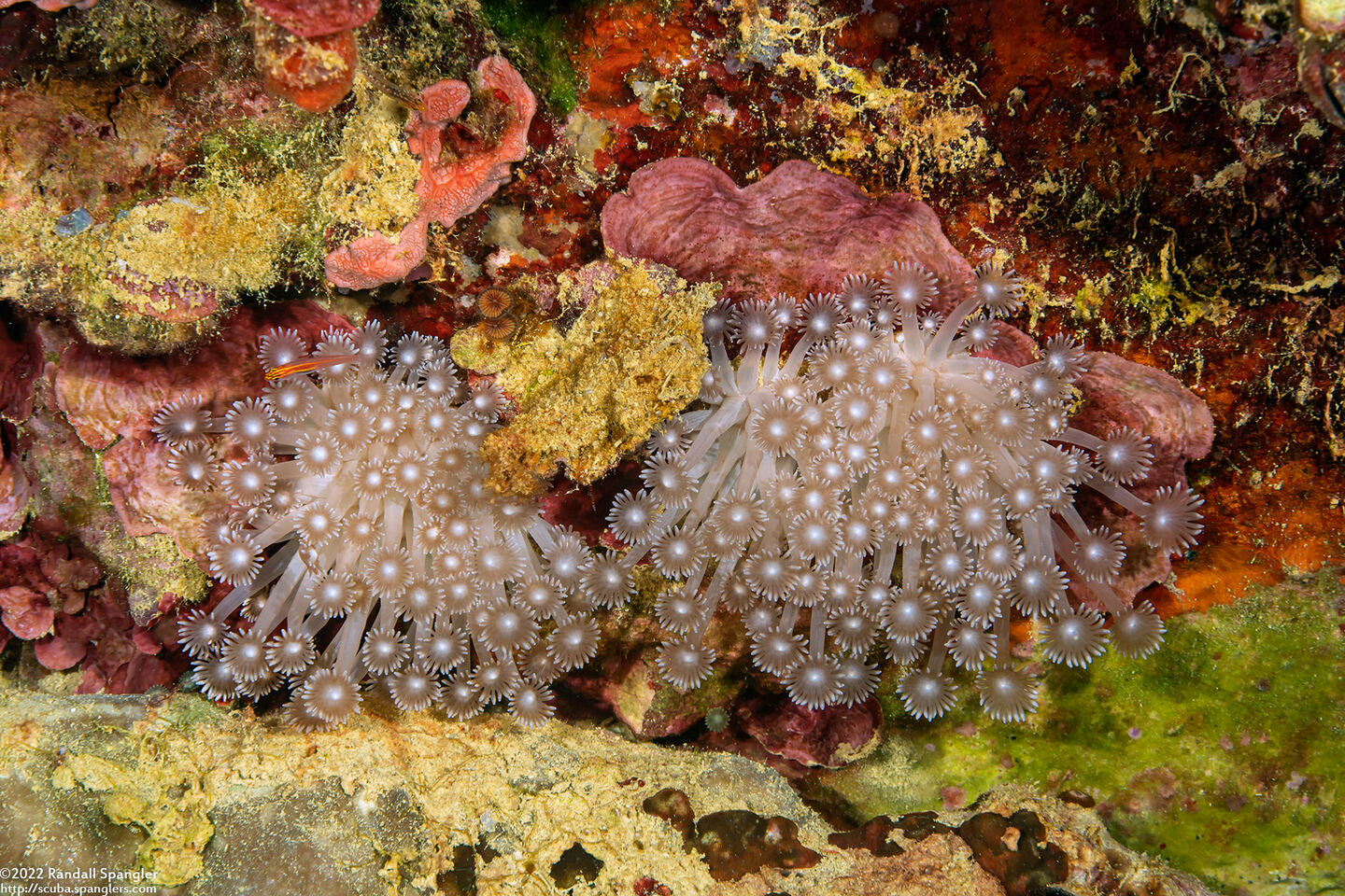 Goniopora sp.1 (Goniopora sp.1)