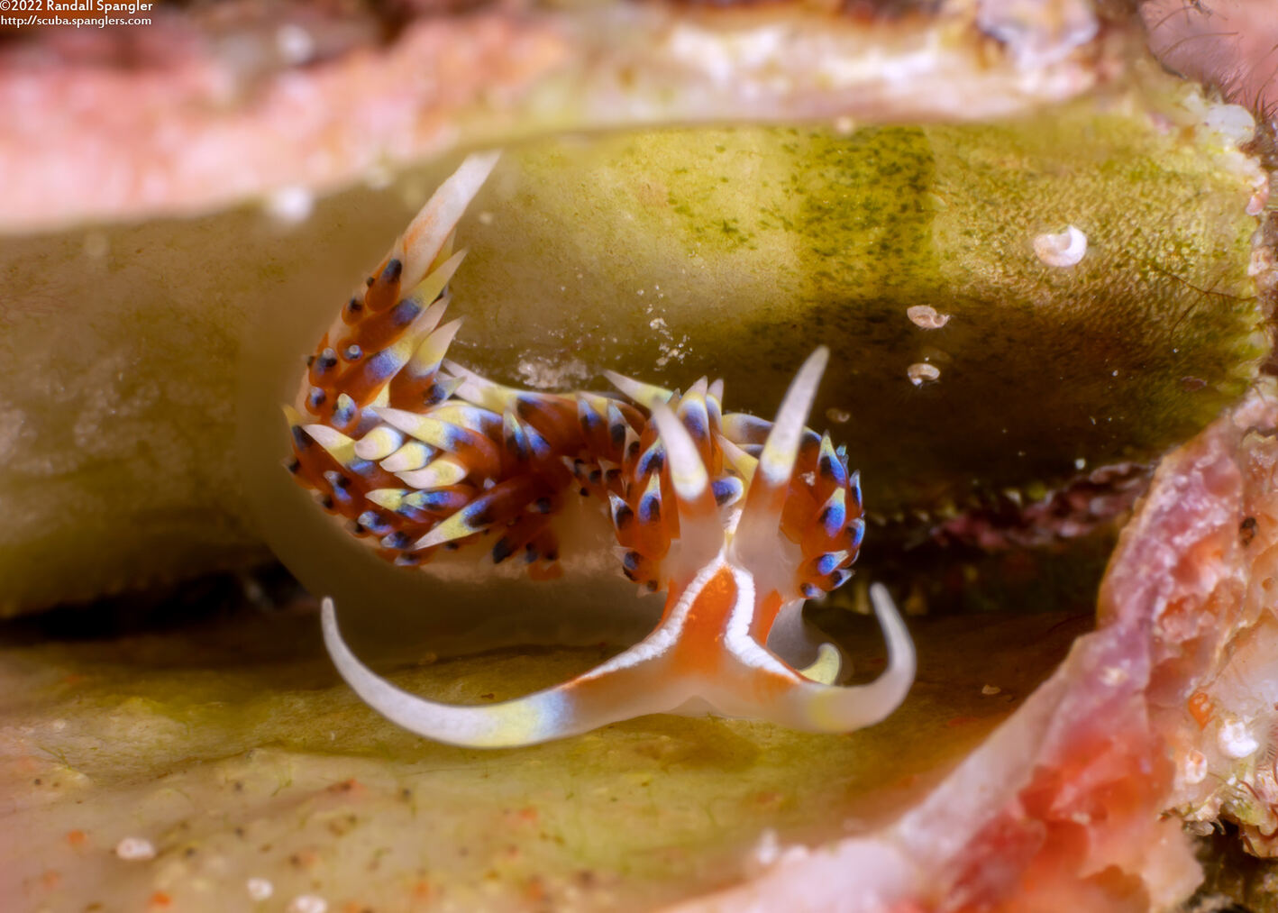 Caloria indica (Indian Caloria)