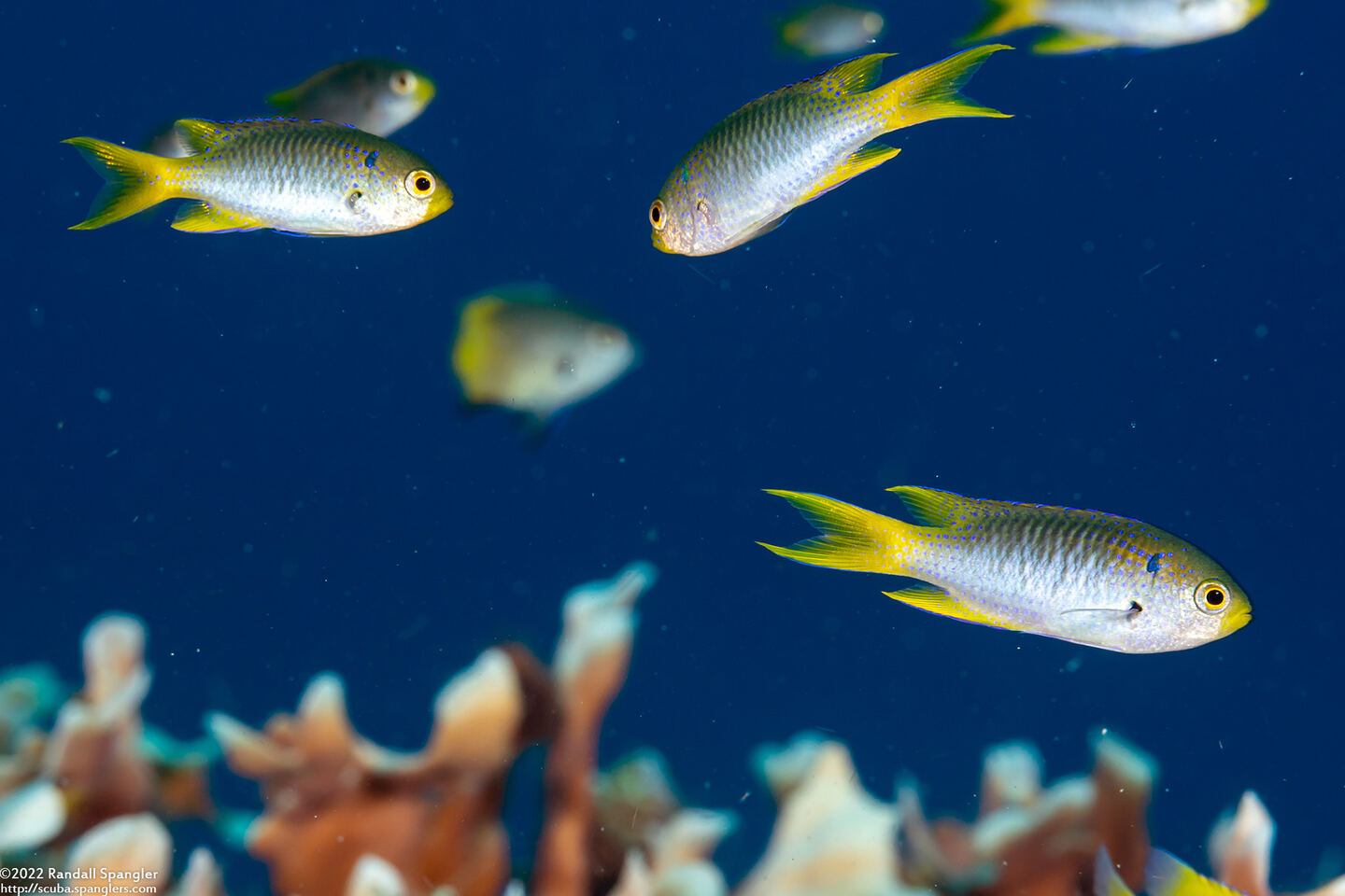 Neopomacentrus nemurus (Coral Demoiselle)