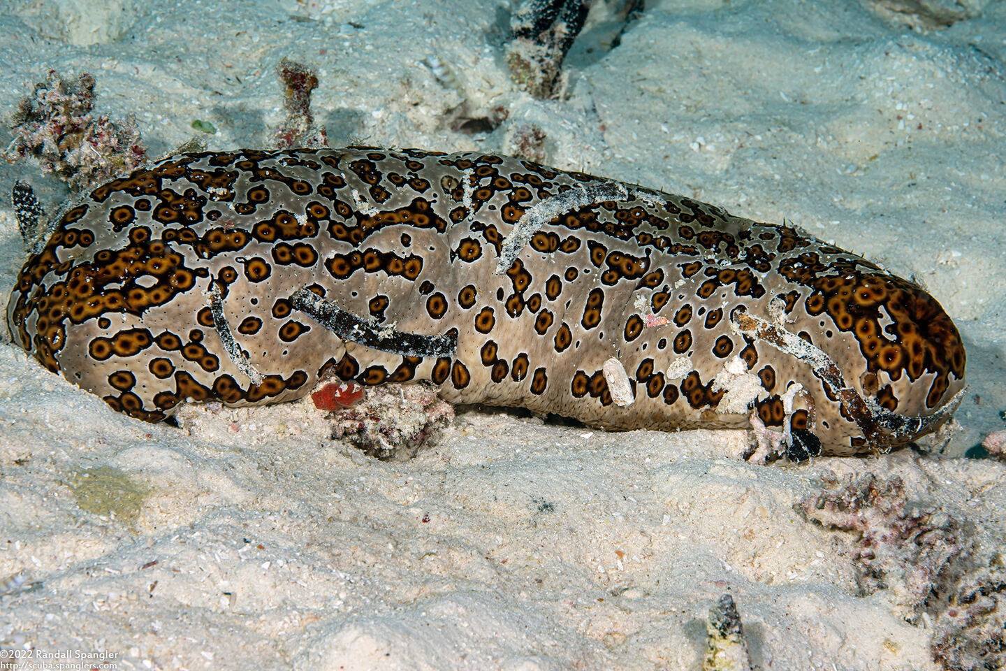 Bohadschia argus (Argus Sea Cucumber)