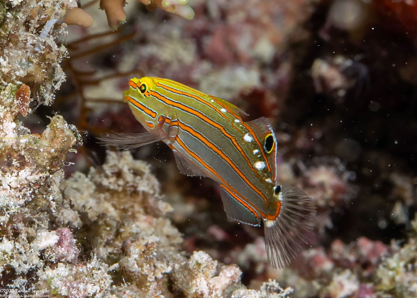 Koumansetta rainfordi (Old Glory)