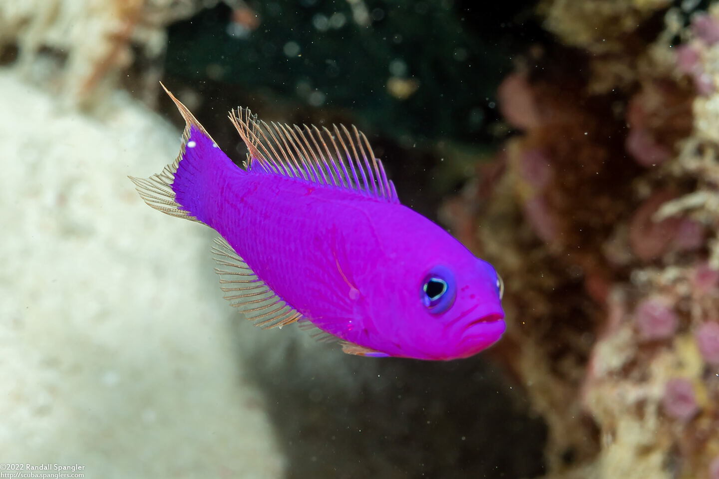 Pictichromis porphyrea (Magenta Dottyback)