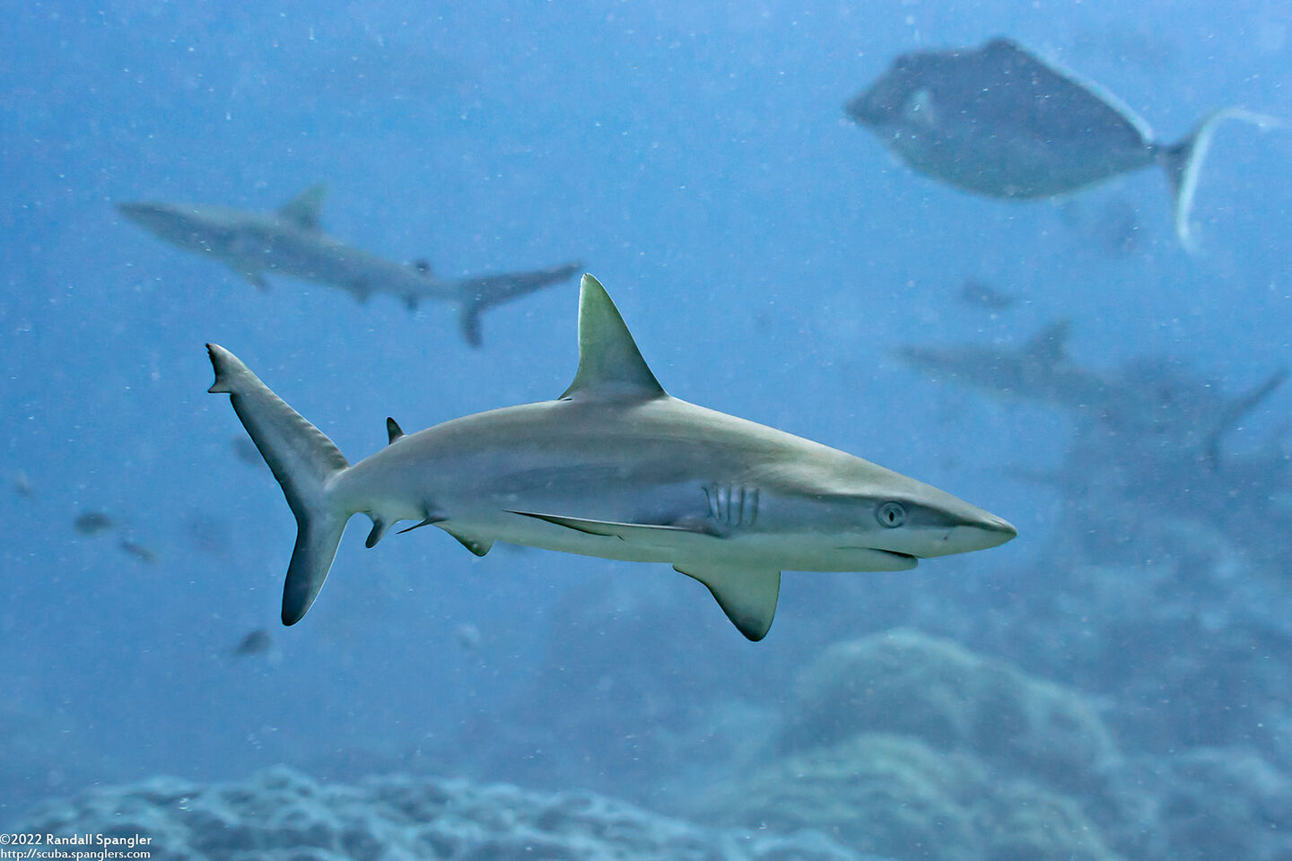 Carcharhinus amblyrhynchos (Gray Reef Shark)
