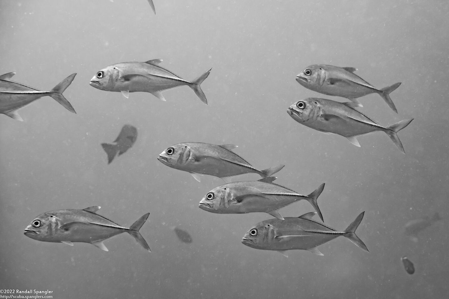 Caranx sexfasciatus (Bigeye Trevally)