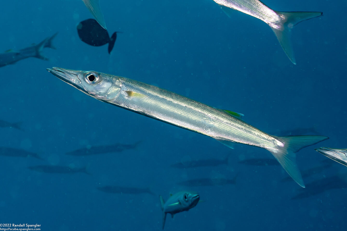 Sphyraena forsteri (Bigeye Barracuda)
