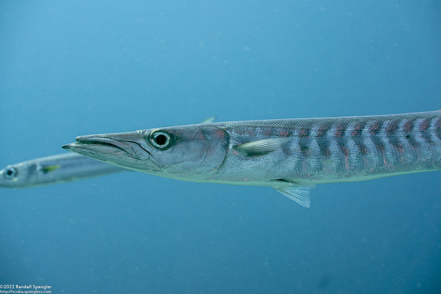 Sphyraena qenie (Blackfin Barracuda)