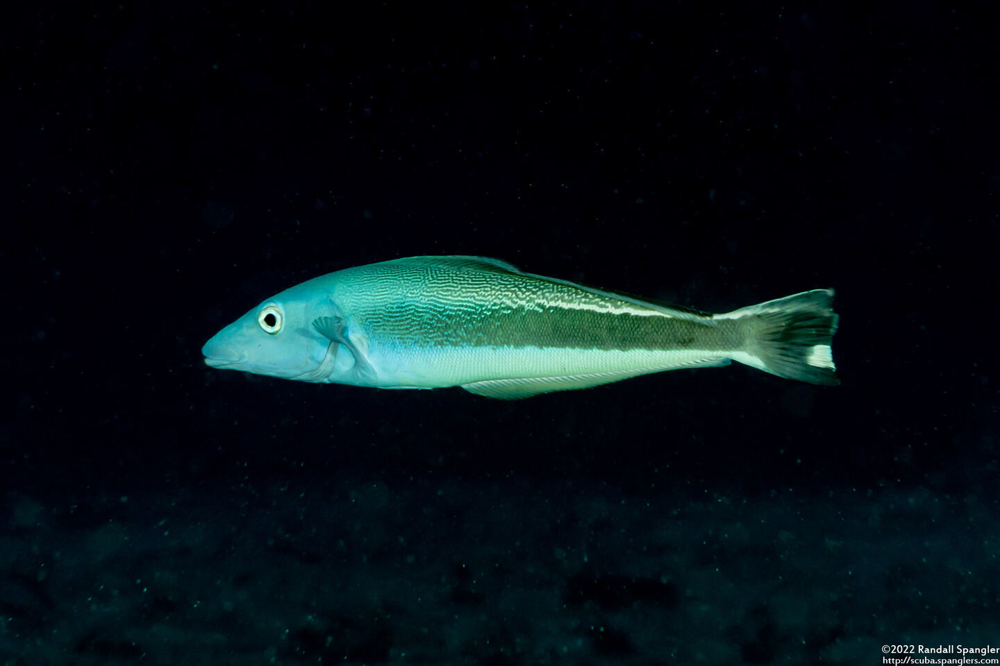 Malacanthus latovittatus (Blue Blanquillo)