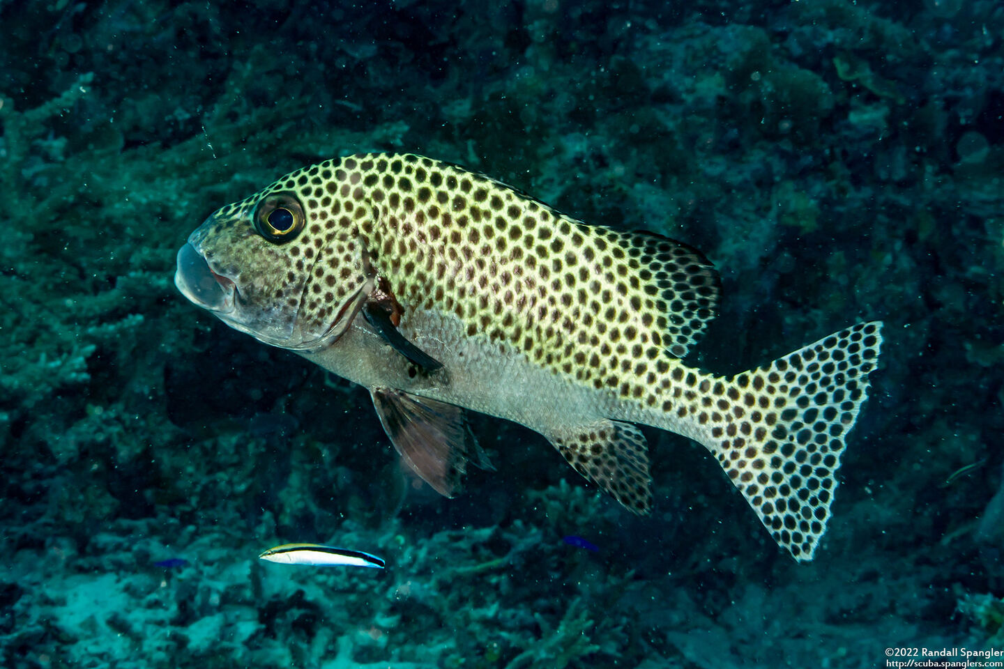 Plectorhinchus chaetodonoides (Many-Spotted Sweetlips)