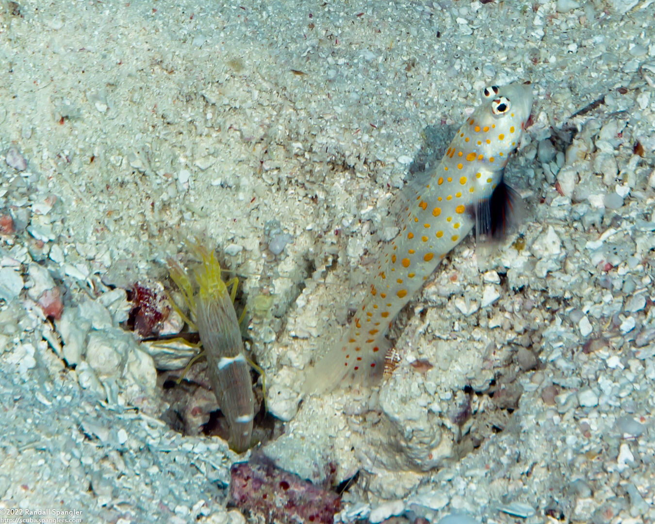 Alpheus sp.1 (White Saddle Snapping Shrimp)