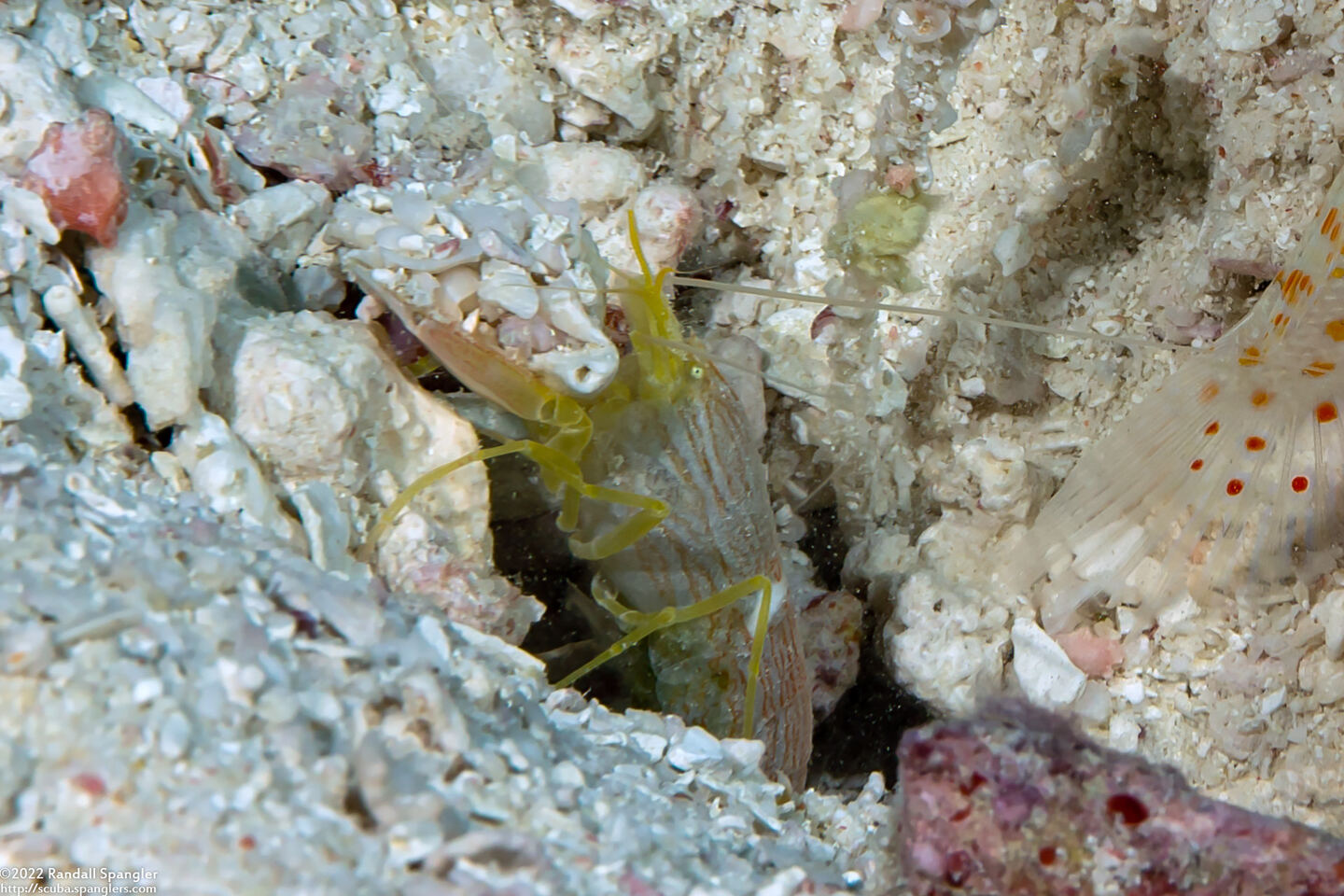 Alpheus sp.1 (White Saddle Snapping Shrimp)