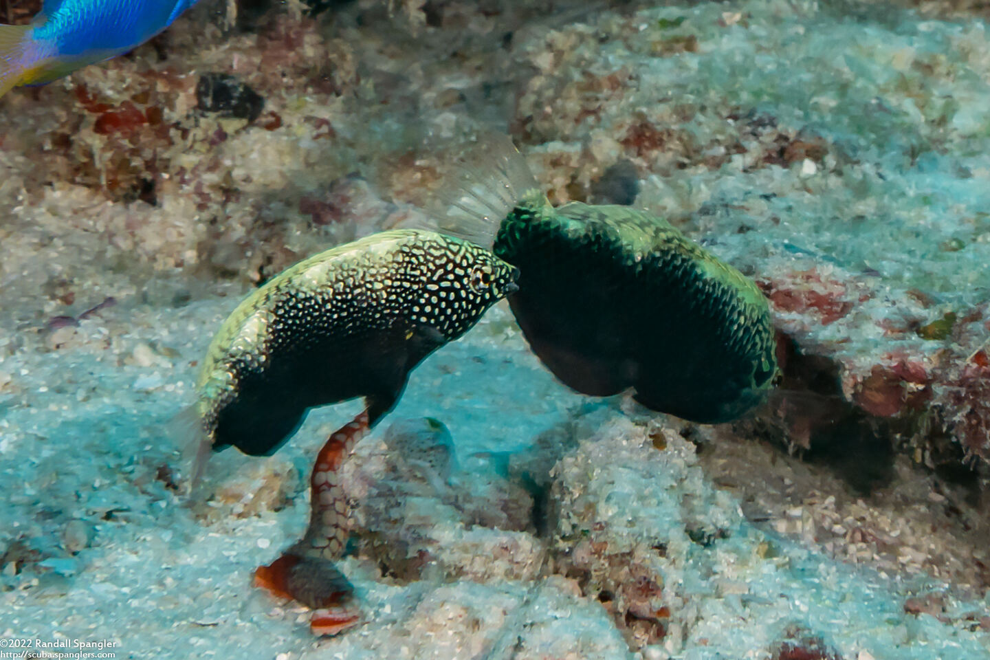 Macropharyngodon negrosensis (Black Leopard Wrasse)