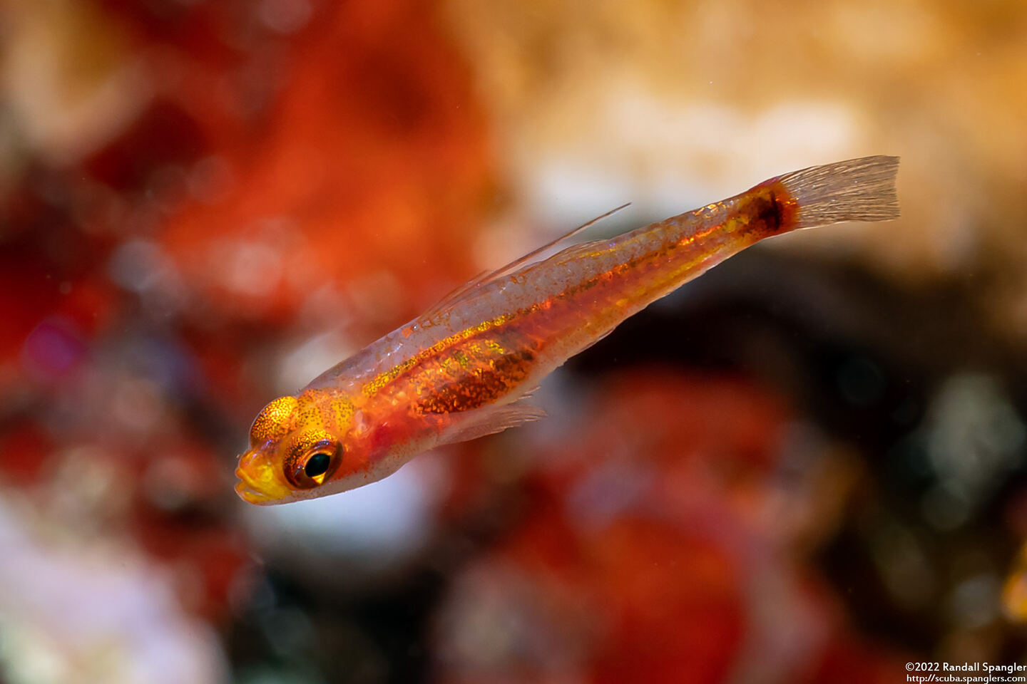 Trimma xanthochrum (Yellowskin Pygmygoby)