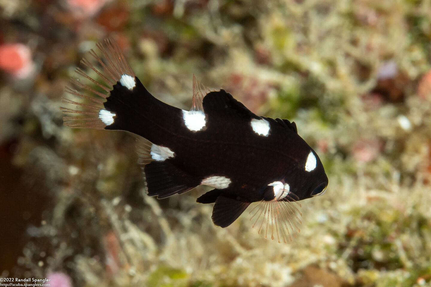 Bodianus axillaris (Axilspot Hogfish)