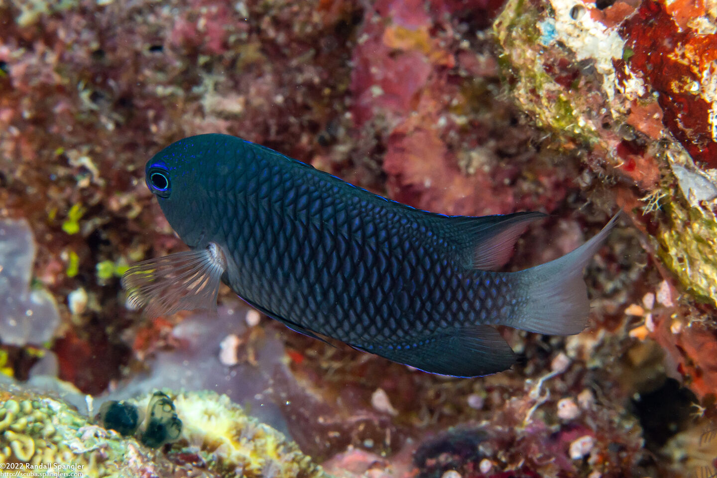 Pomacentrus emarginatus (Outer Reef Damsel)