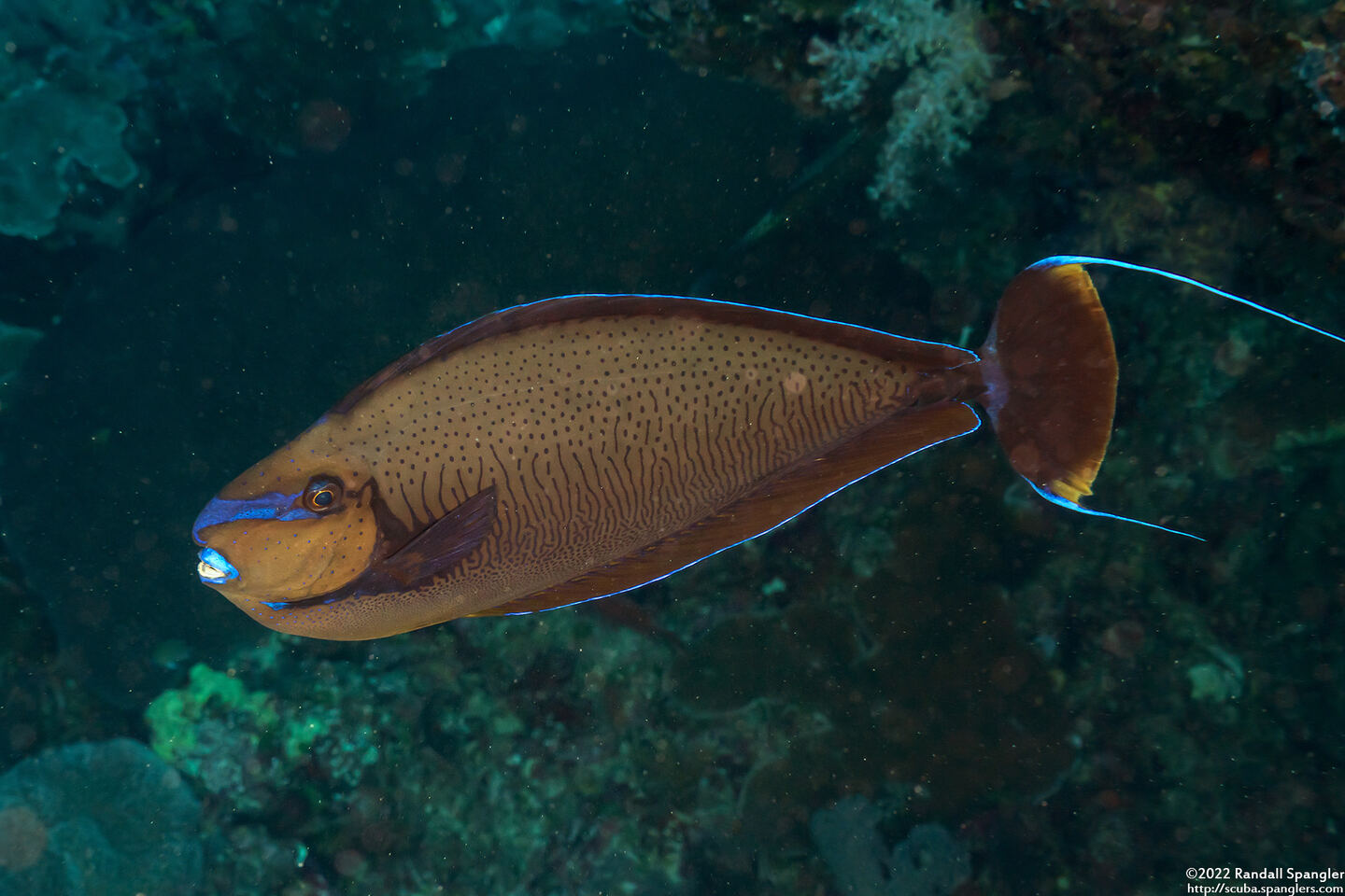 Naso vlamingii (Bignose Unicornfish)
