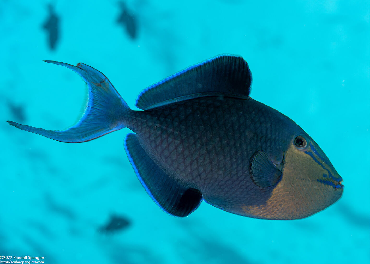 Odonus niger (Redtooth Triggerfish)