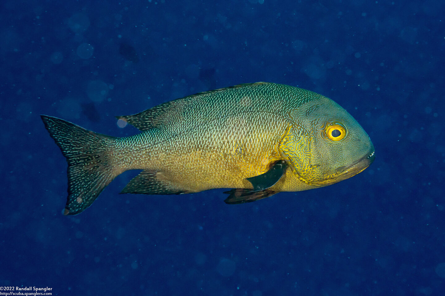 Macolor macularis (Midnight Snapper)