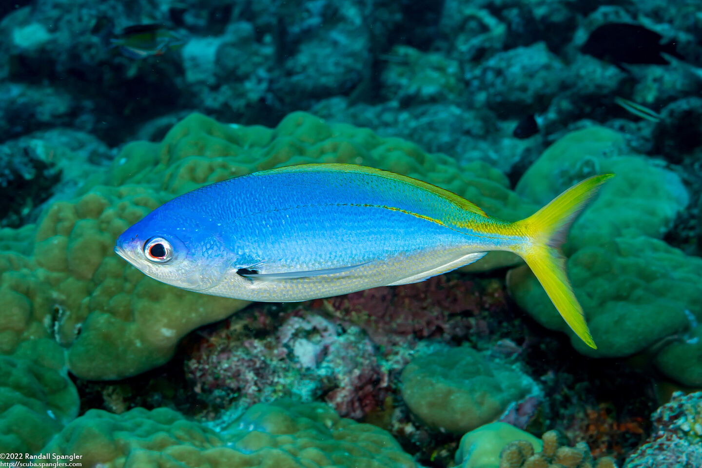Caesio teres (Blue and Yellow Fusilier)