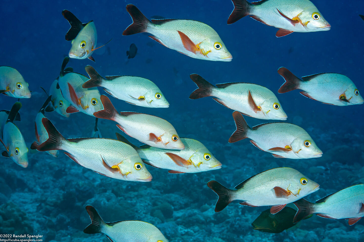 Lutjanus gibbus (Humpback Snapper)