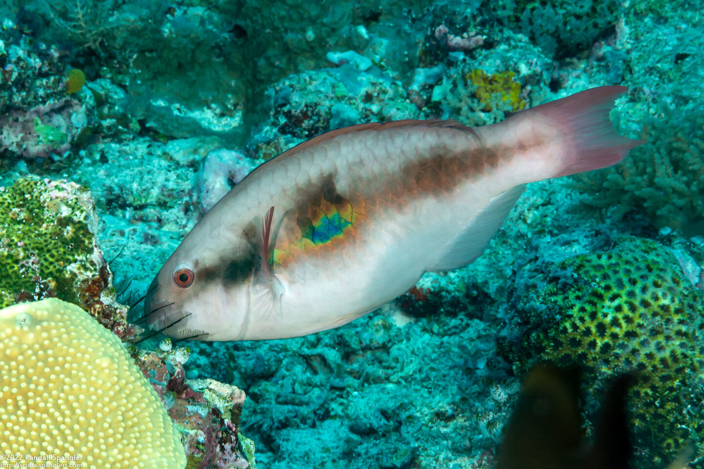 Scarus forsteni (Bluepatch Parrotfish)