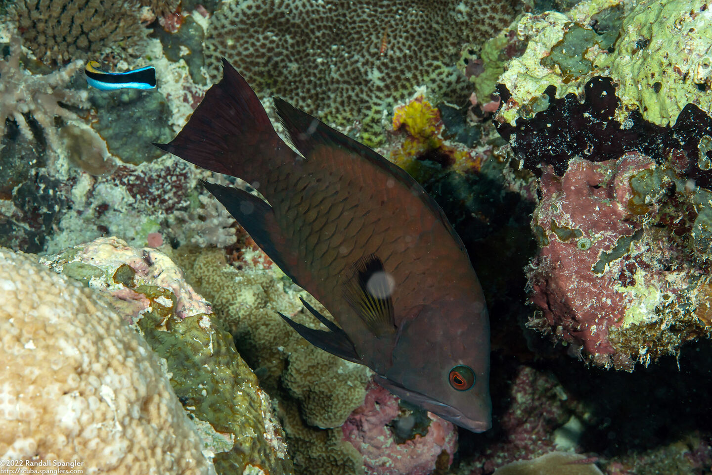 Epibulus brevis (Latent Slingjaw Wrasse)