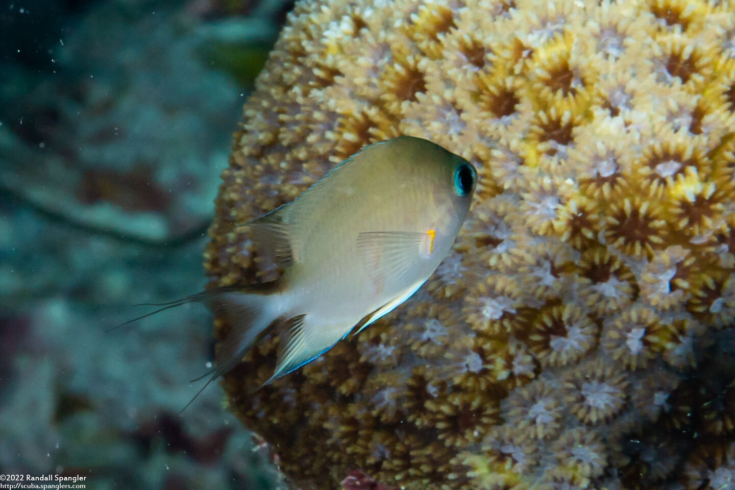 Chromis amboinensis (Ambon Chromis)