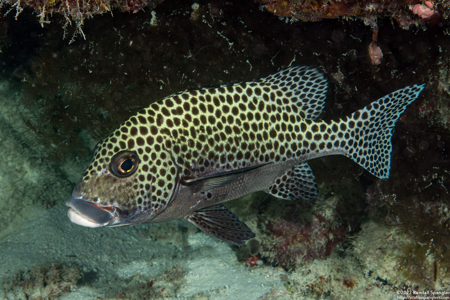 Plectorhinchus chaetodonoides (Many-Spotted Sweetlips)