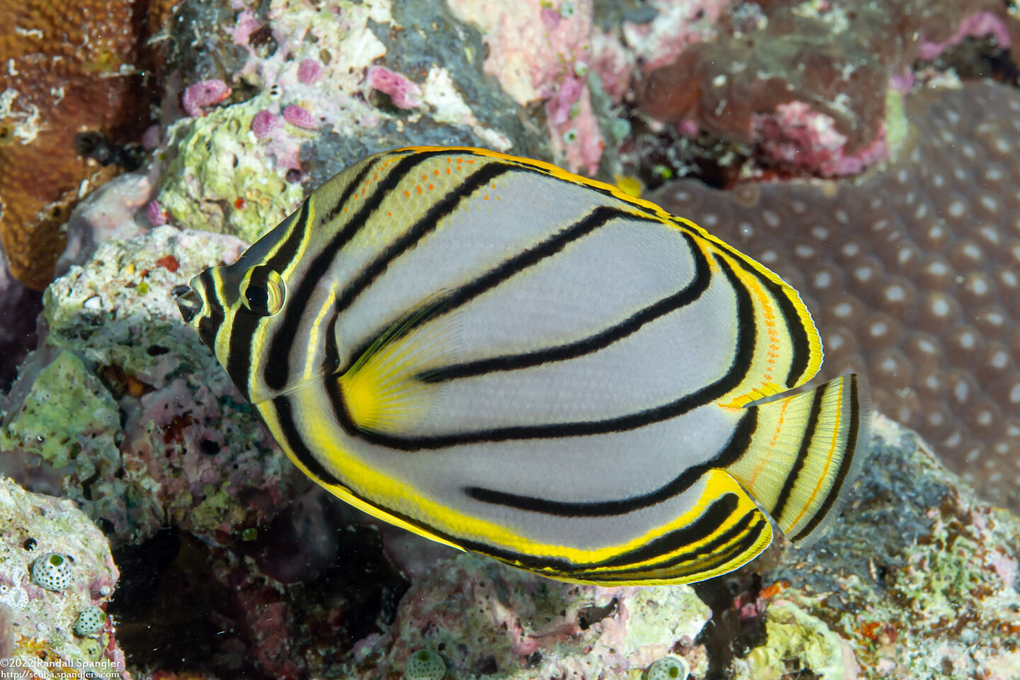 Chaetodon meyeri (Meyer's Butterflyfish)