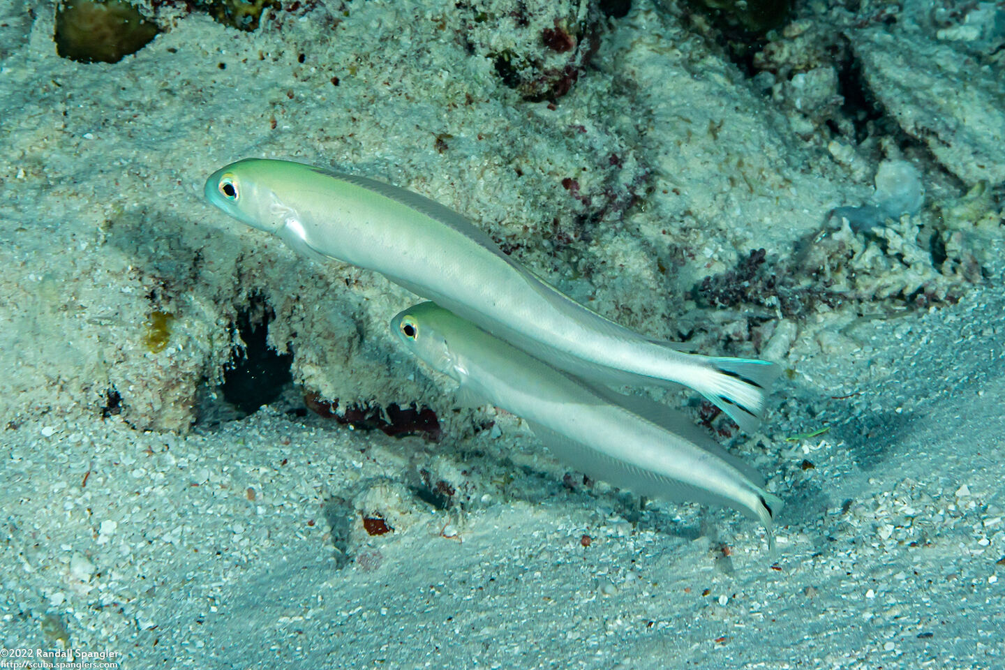Malacanthus brevirostris (Flagtail Blanquillo)