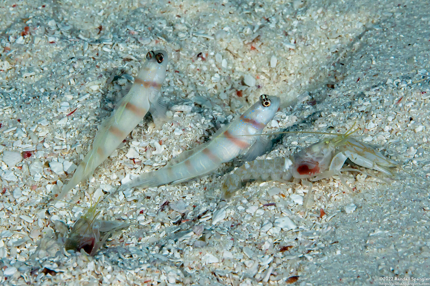 Alpheus djeddensis (Djedda Alpheus)