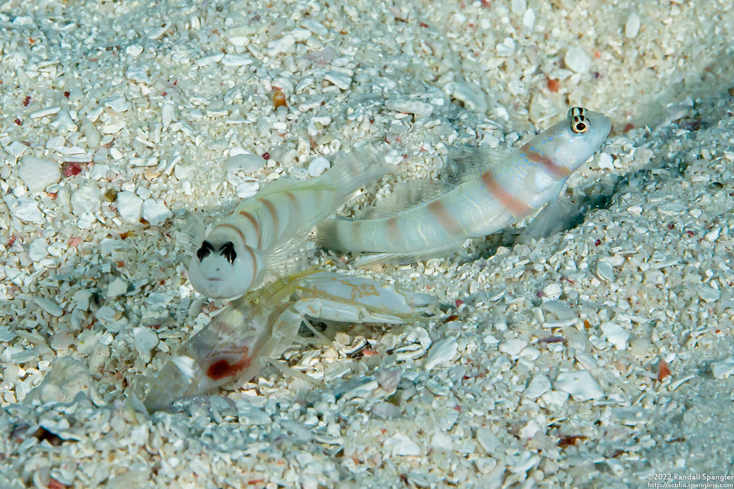 Alpheus djeddensis (Djedda Alpheus)