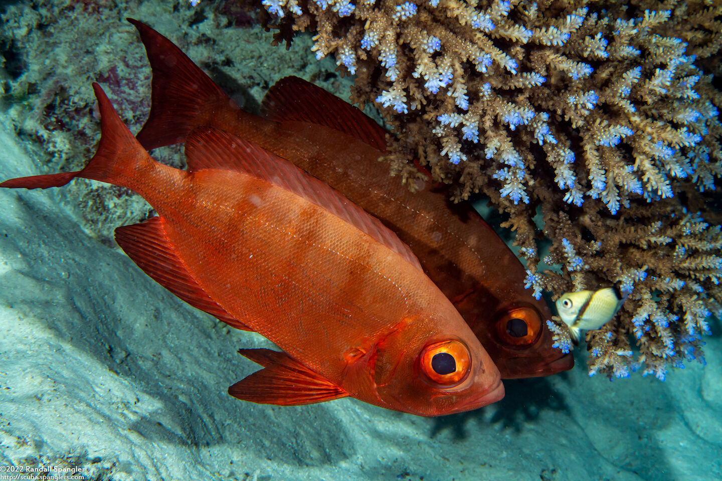 Priacanthus hamrur (Crescent-Tail Bigeye)